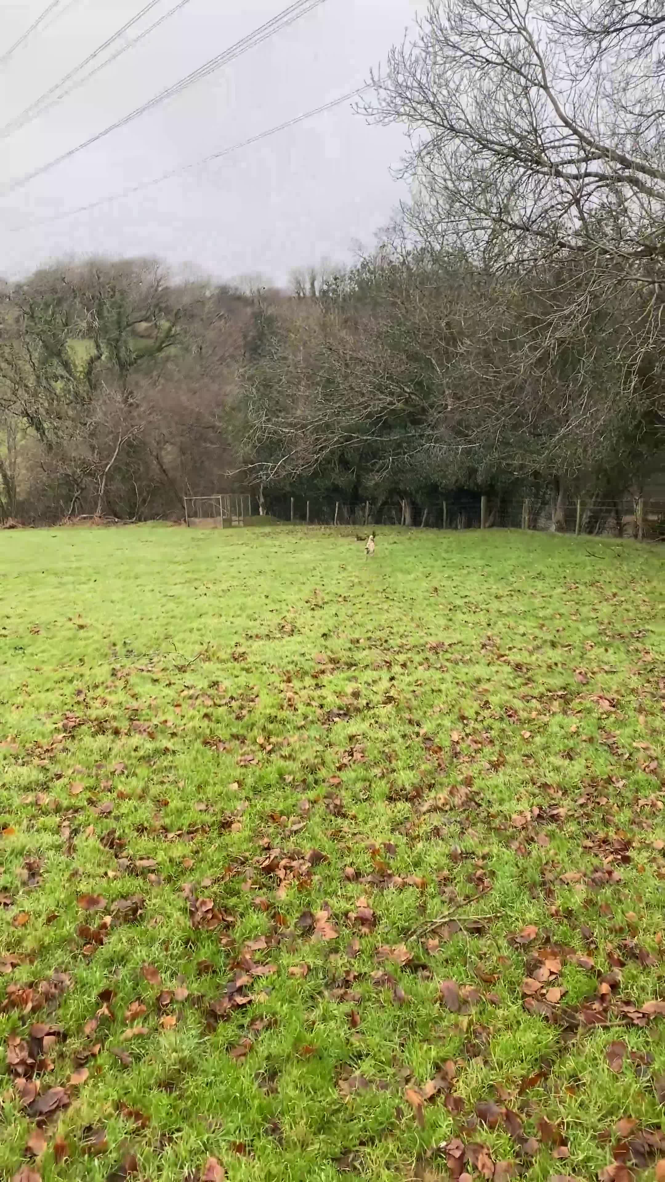 Cocker Spaniel dogs for stud: KC Working Cocker Spaniel Health Tested  - Video 1
