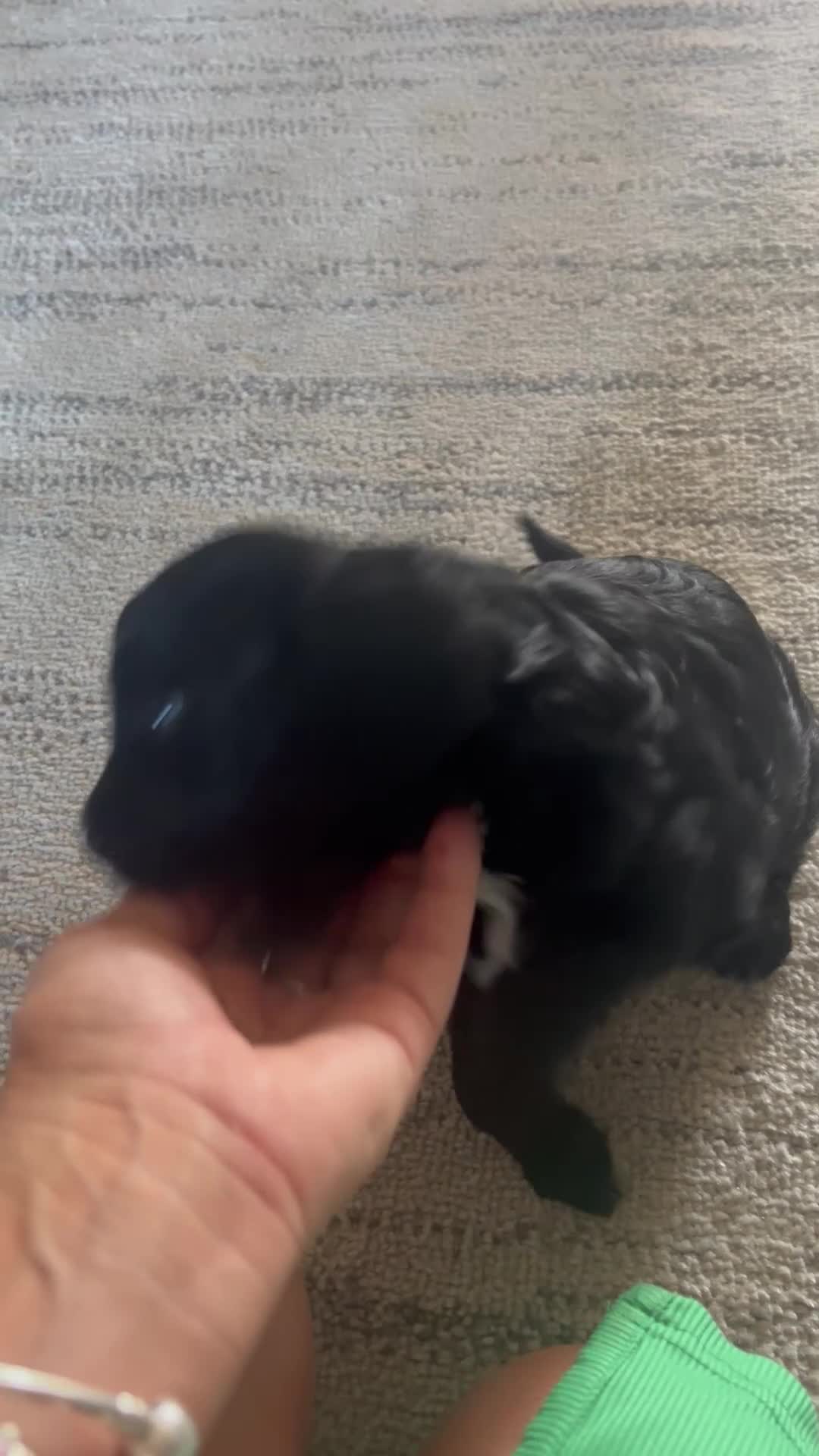 Cavapoo dogs for sale: 4 Beautiful Cavapoo puppies - Video 1
