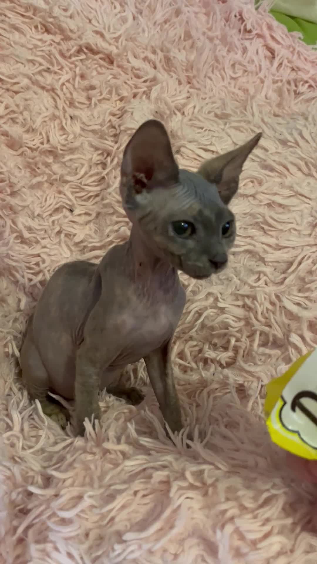 Sphynx cats for sale: Adorable Sphynx Kittens - Video 1
