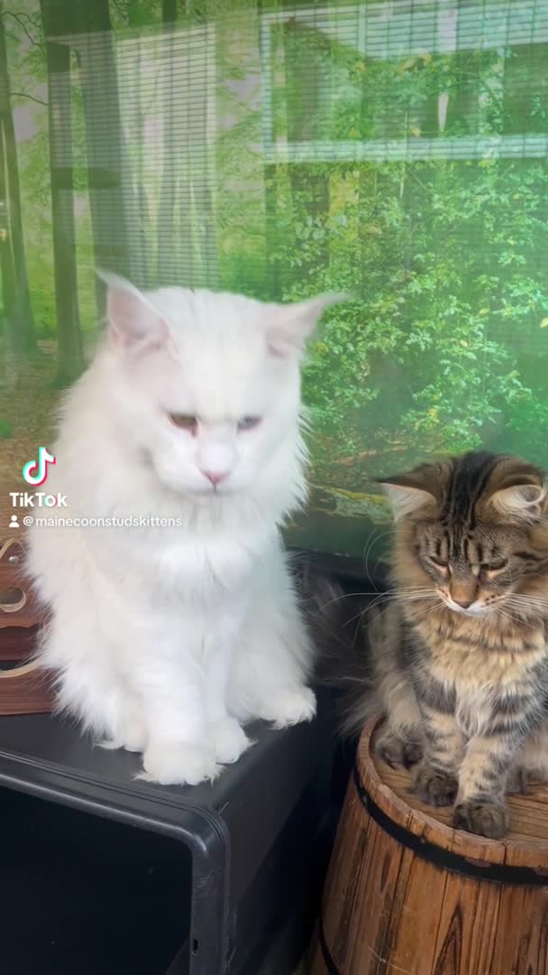 Maine Coon cats for stud: XL STUD AVAILABLE  in Brighouse - Video 2