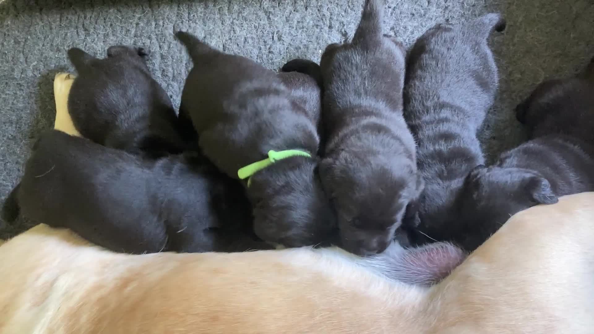 Labrador Retriever dogs for sale: Black Labrador Puppies - Video 2