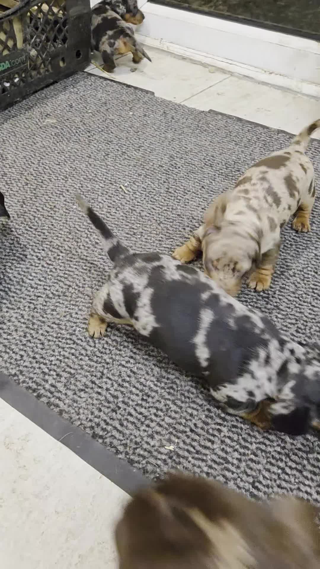 Miniature Dachshund dogs for sale: QUALITY PRA CLEAR MIN DACHSHUNDS  - Video 2