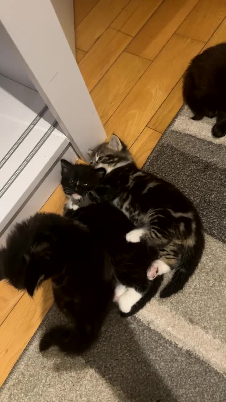 Mixed Breed cats for sale: 🐱4 fluffy male kittens🐱 - Video 1