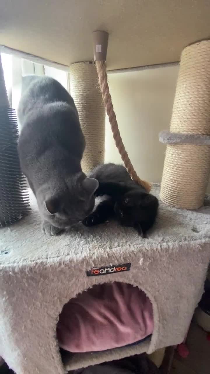 Mixed Breed cats for sale: British Shorthair mix kittens  - Video 1