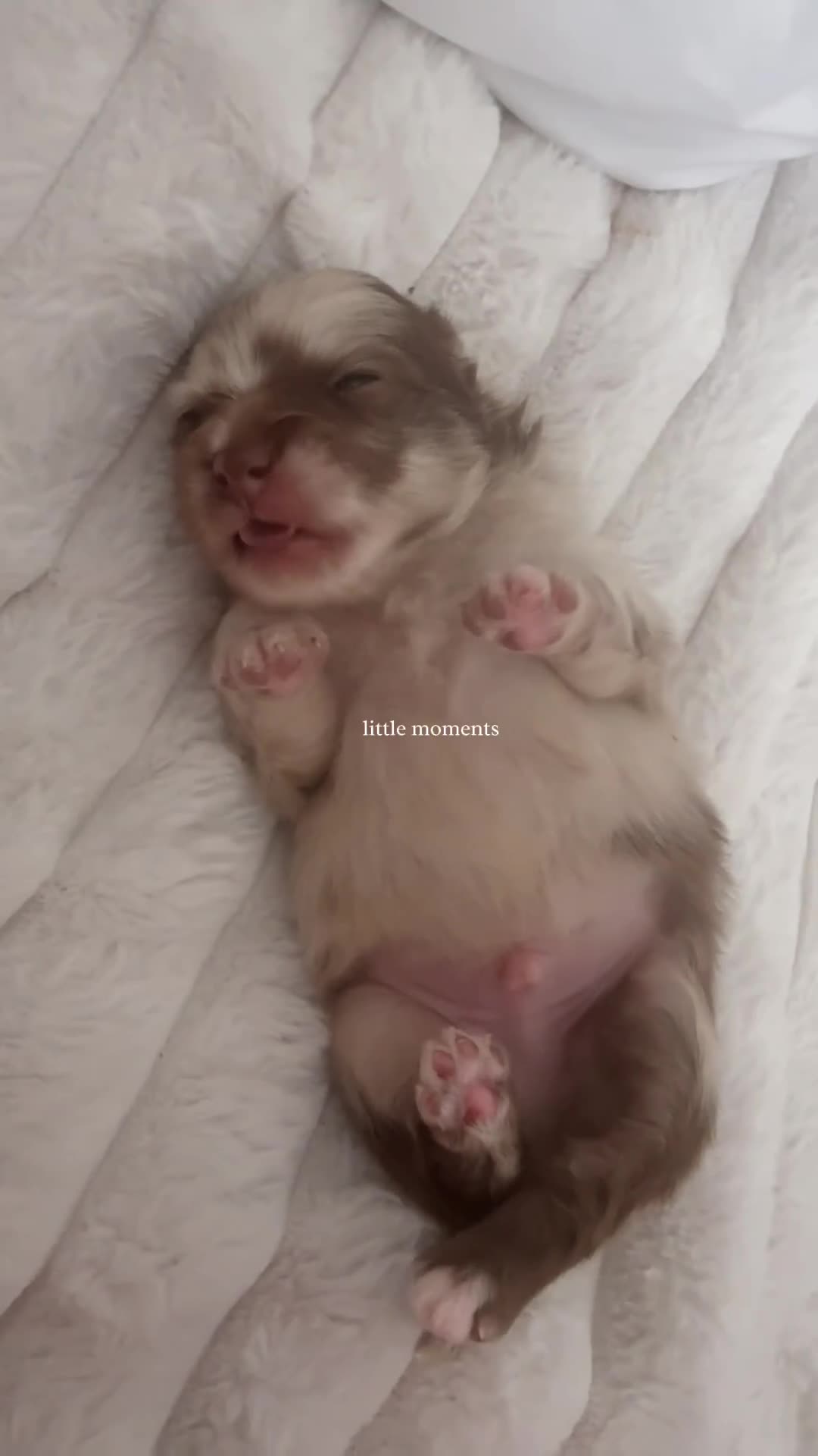 Pomeranian dogs for sale: 1 beautiful cream Merle boy left  - Video 1