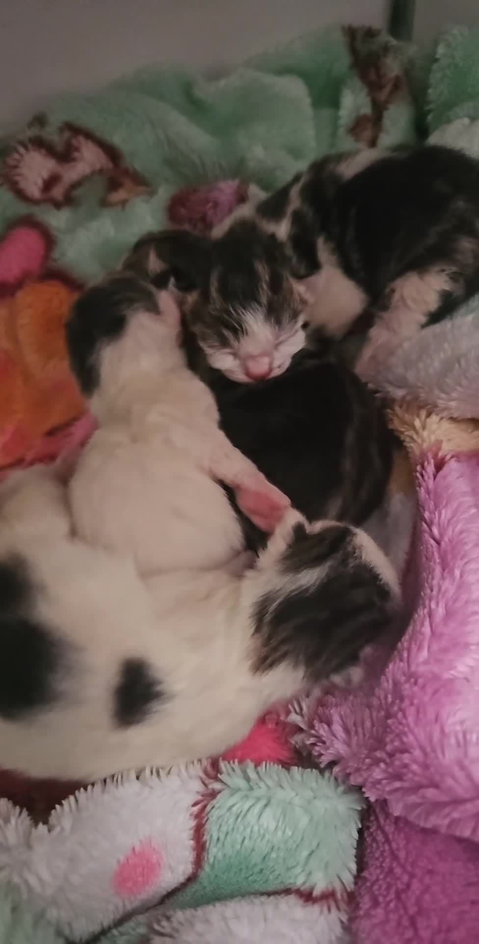Mixed Breed cats for sale: 4 Beautiful Little Kittens For Sale - Video 1