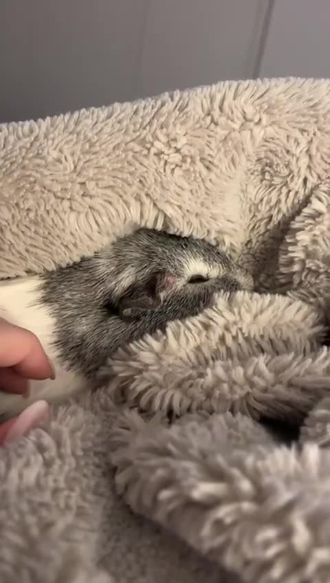 Guinea Pig rodents for sale: Gorgeous young guinea pigs  - Video 1