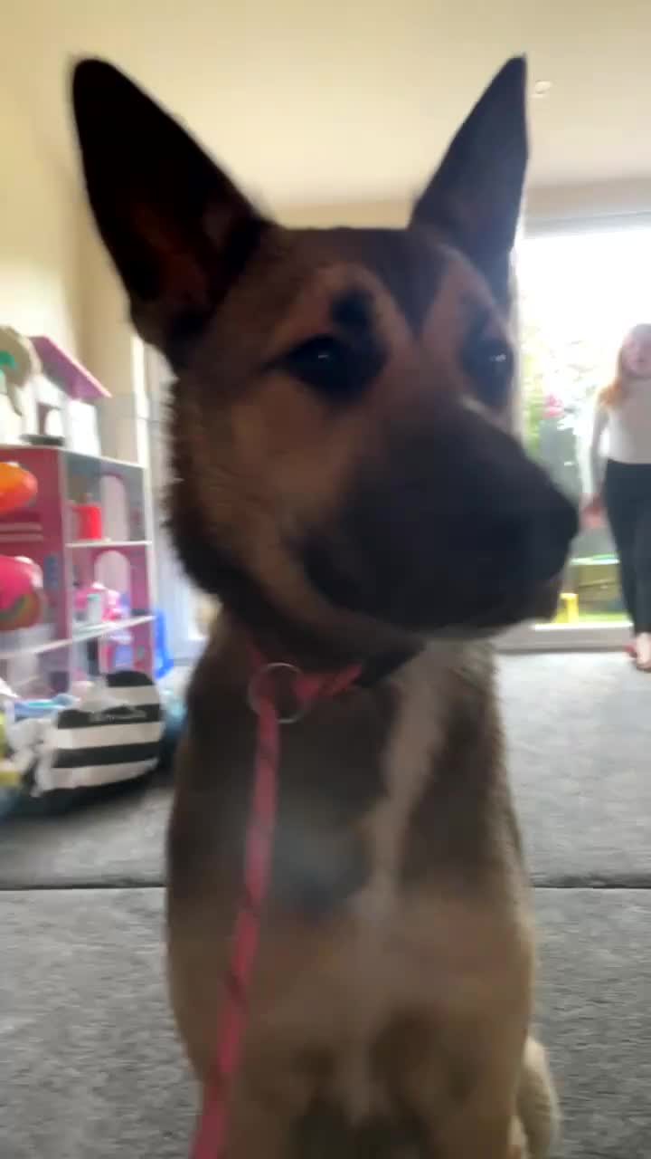 Mixed Breed dogs for sale: Ghost  - Video 1