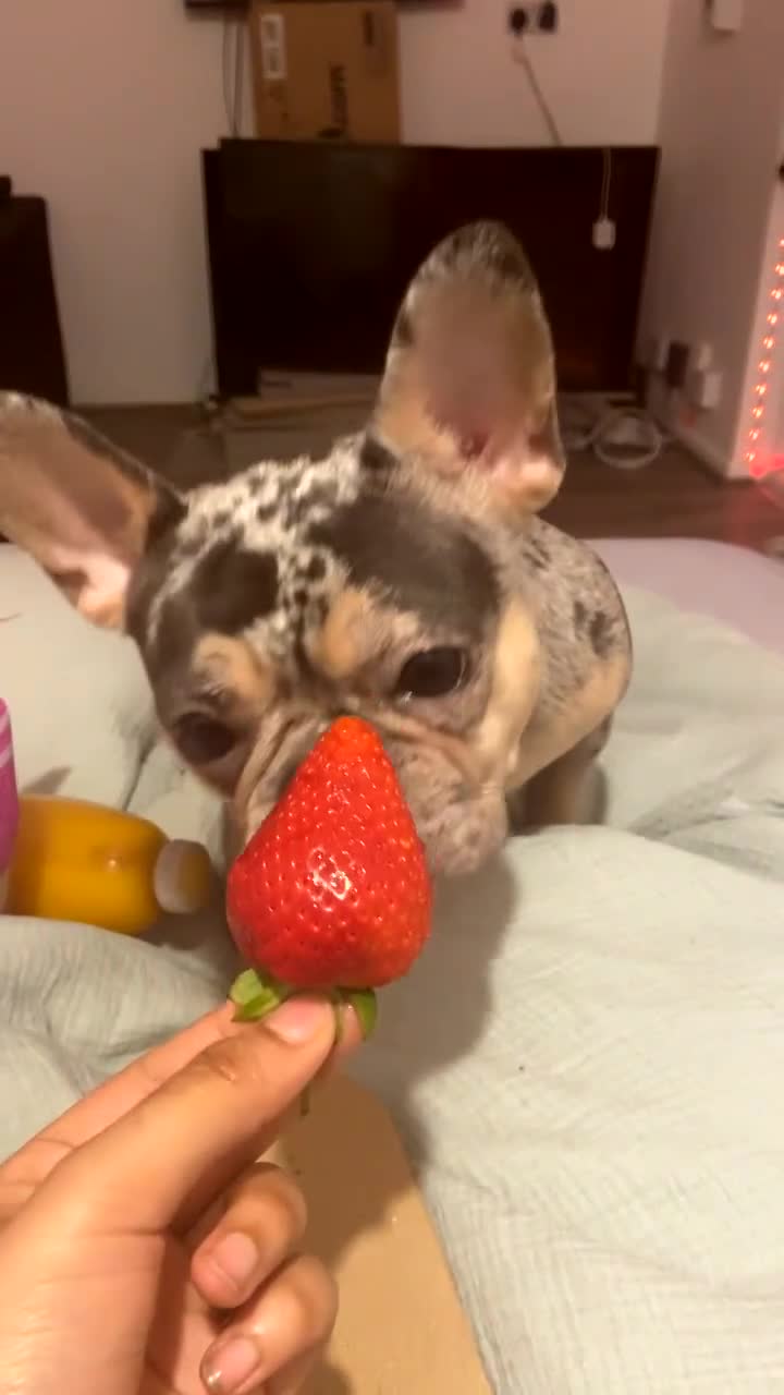 French Bulldog dogs for sale: Tri-Colour Merle French Bulldog for sale - Video 1