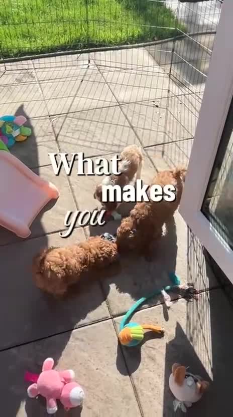 Cavapoo dogs for sale: Real life teddy bears  - Video 2