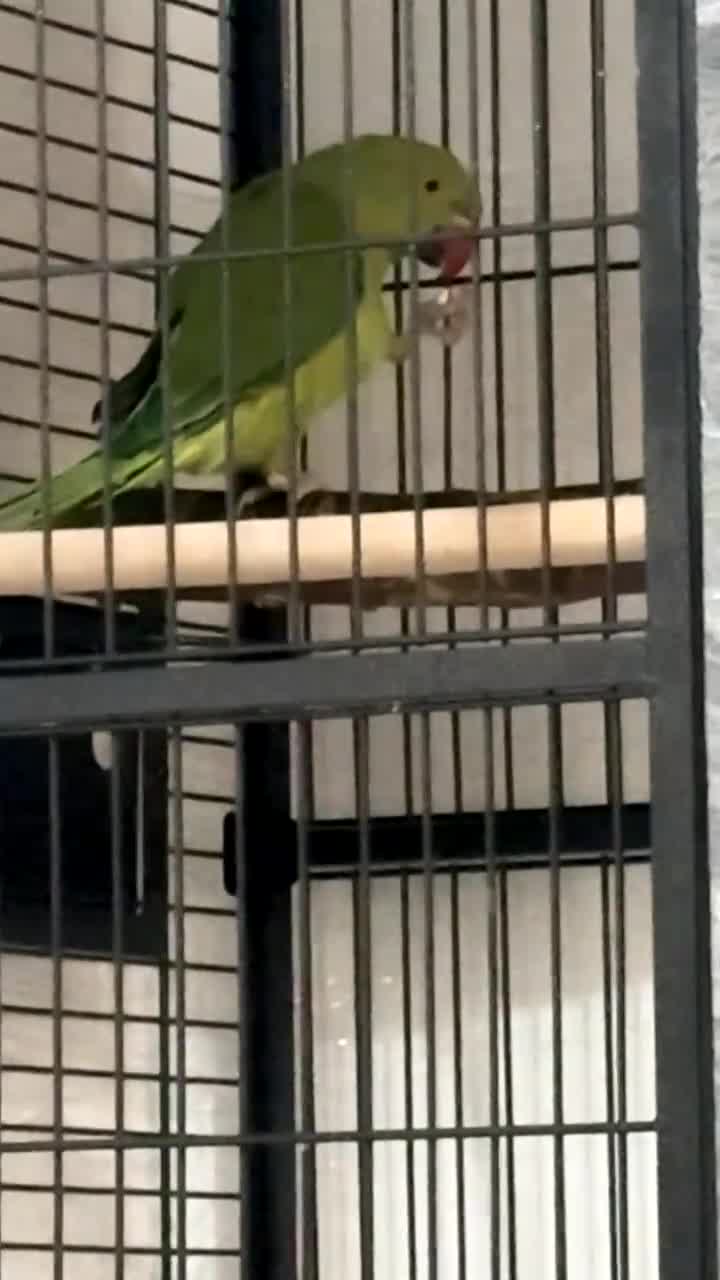 Ringnecks birds for sale: Ring neck parrot Pico  - Video 3