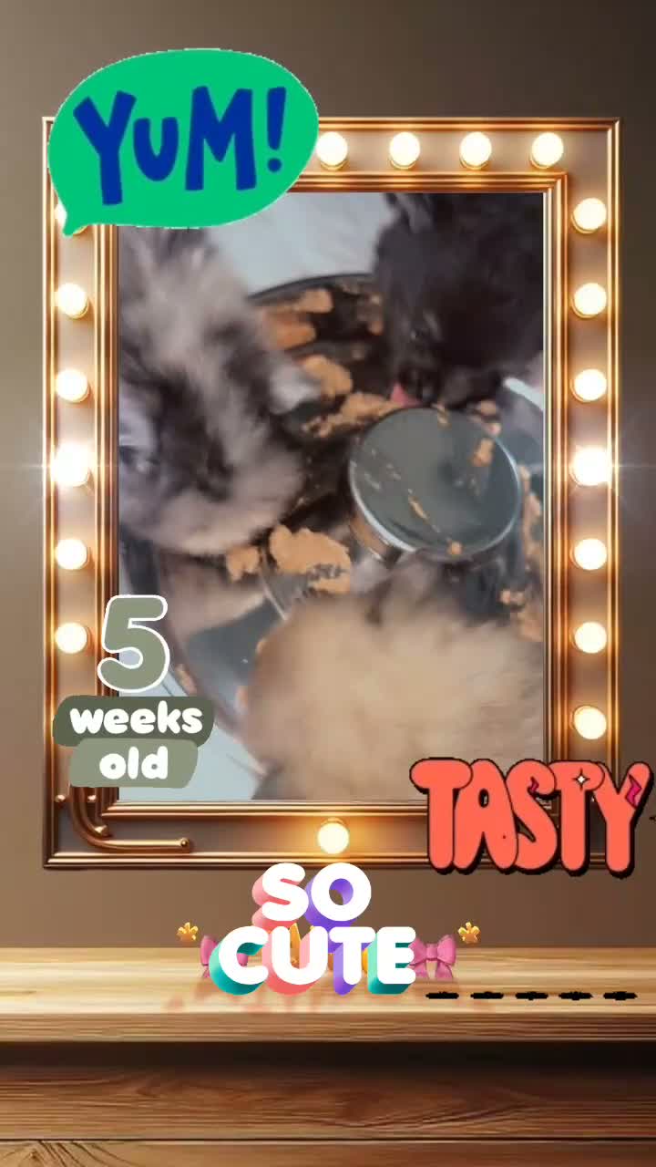 Pomeranian dogs for sale: 👀2 🐶 Left  ✨Four Mini Little Gems💎🐾🐶✨💜🧡🩶🤎 - Video 4