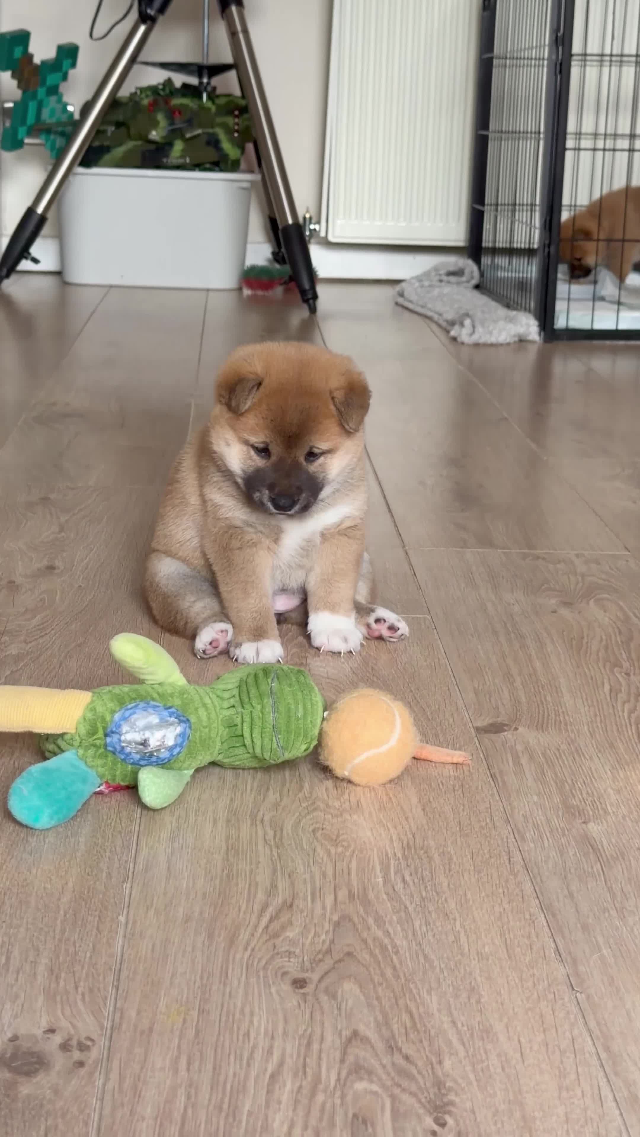 Japanese Shiba Inu dogs for sale: KC Reg - Multi Generational Shiba Inu Puppies - Video 4