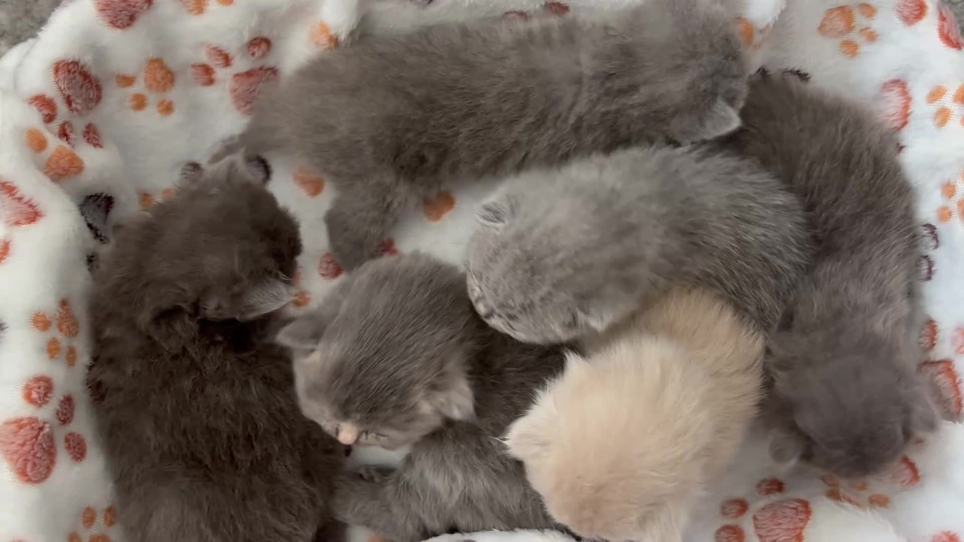 British Shorthair cats for sale: British Short Hair Kittens  - Video 1