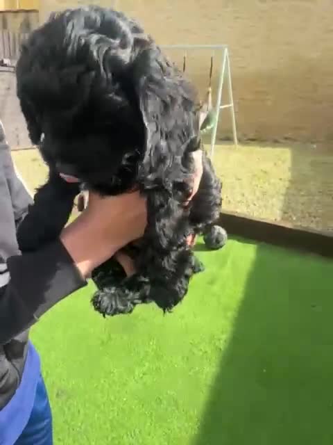 Cockapoo dogs for sale: 🐶 Beautiful F2 Cockapoo Puppies for Sale 🐶 - Video 1