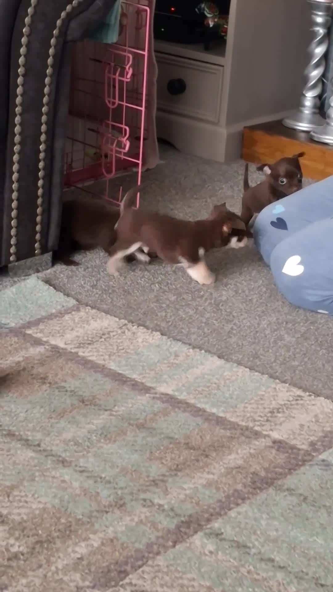 Chihuahua dogs for sale: Chihuahua puppies Tiny qty 2 remain - Video 1