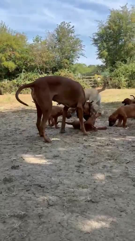 Rhodesian Ridgeback dogs for sale: Rhodesian Ridgeback puppies  - Video 1