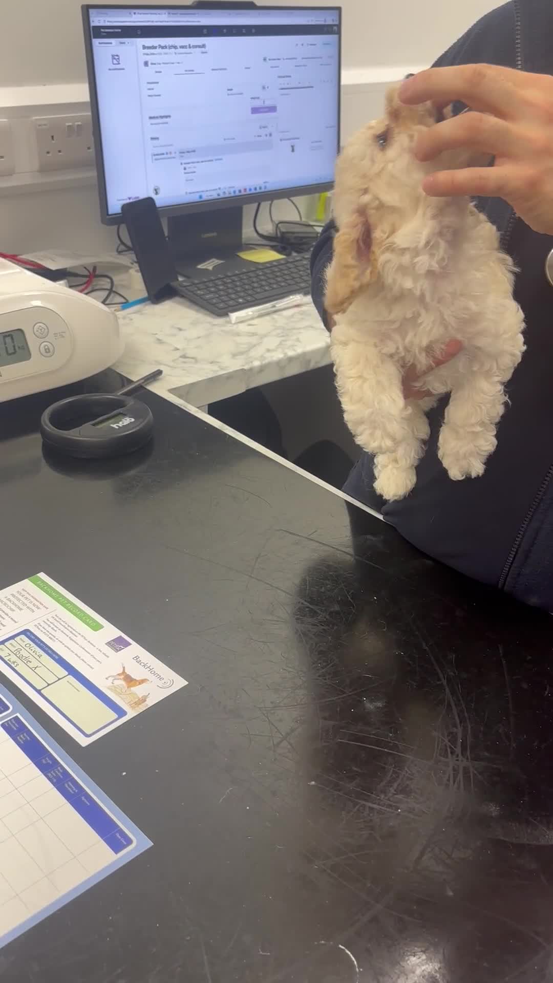 Poochon dogs for sale: 🌺3 POOCHON GIRLS in CHESHIRE🌺-Ready Fri  - Video 2
