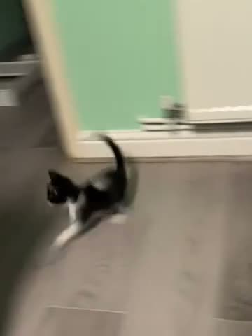 Mixed Breed cats for sale: Mixed breed kitten girl in Spalding - Video 1