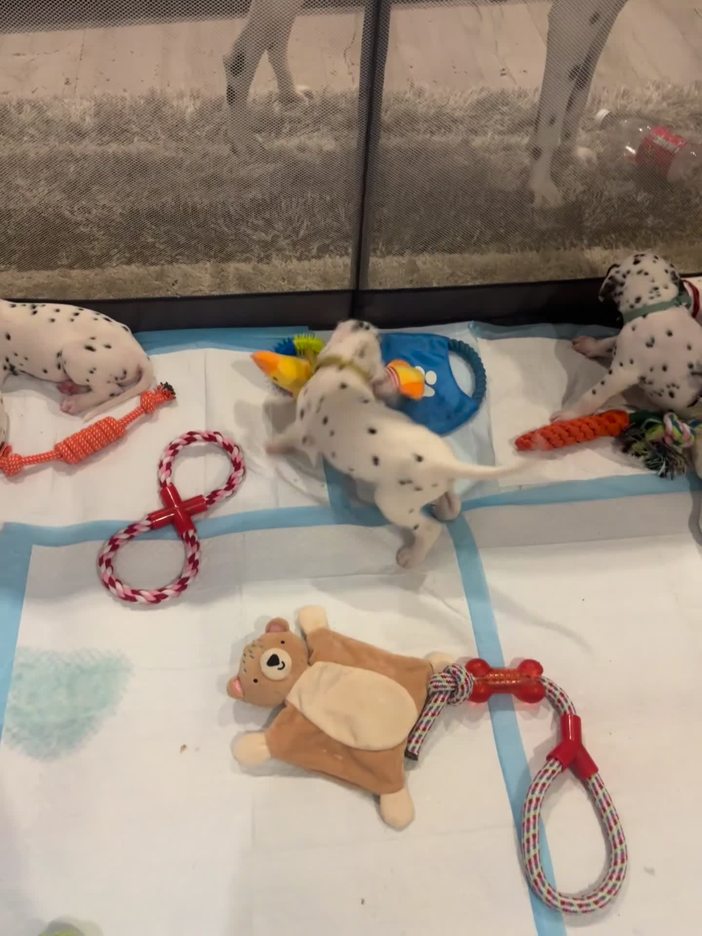 Dalmatian dogs for sale: 🐾 Stunning KC Pedigree Dalmatian Puppies 🐾 - Video 2