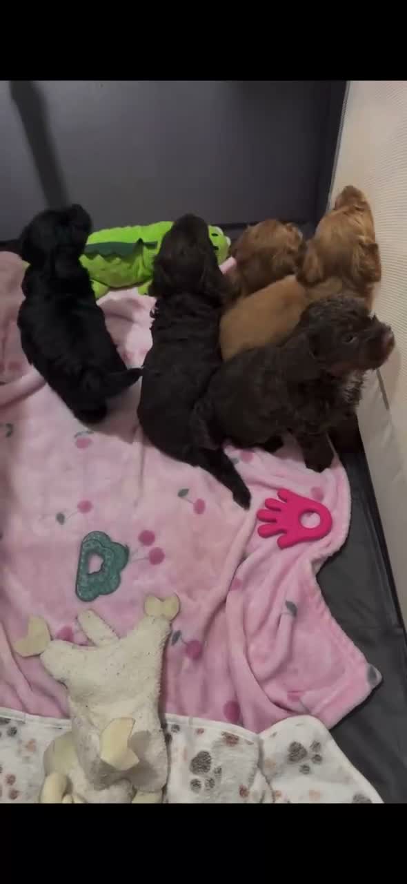 Mixed Breed dogs for sale: Cockapoo x Chihuahua mix puppies 🐶  - Video 2