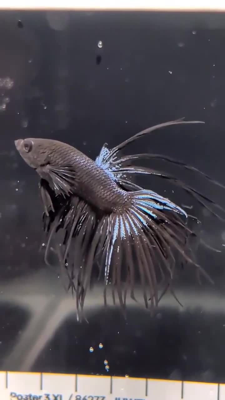 Bettas fish for sale: Bettas - Video 3