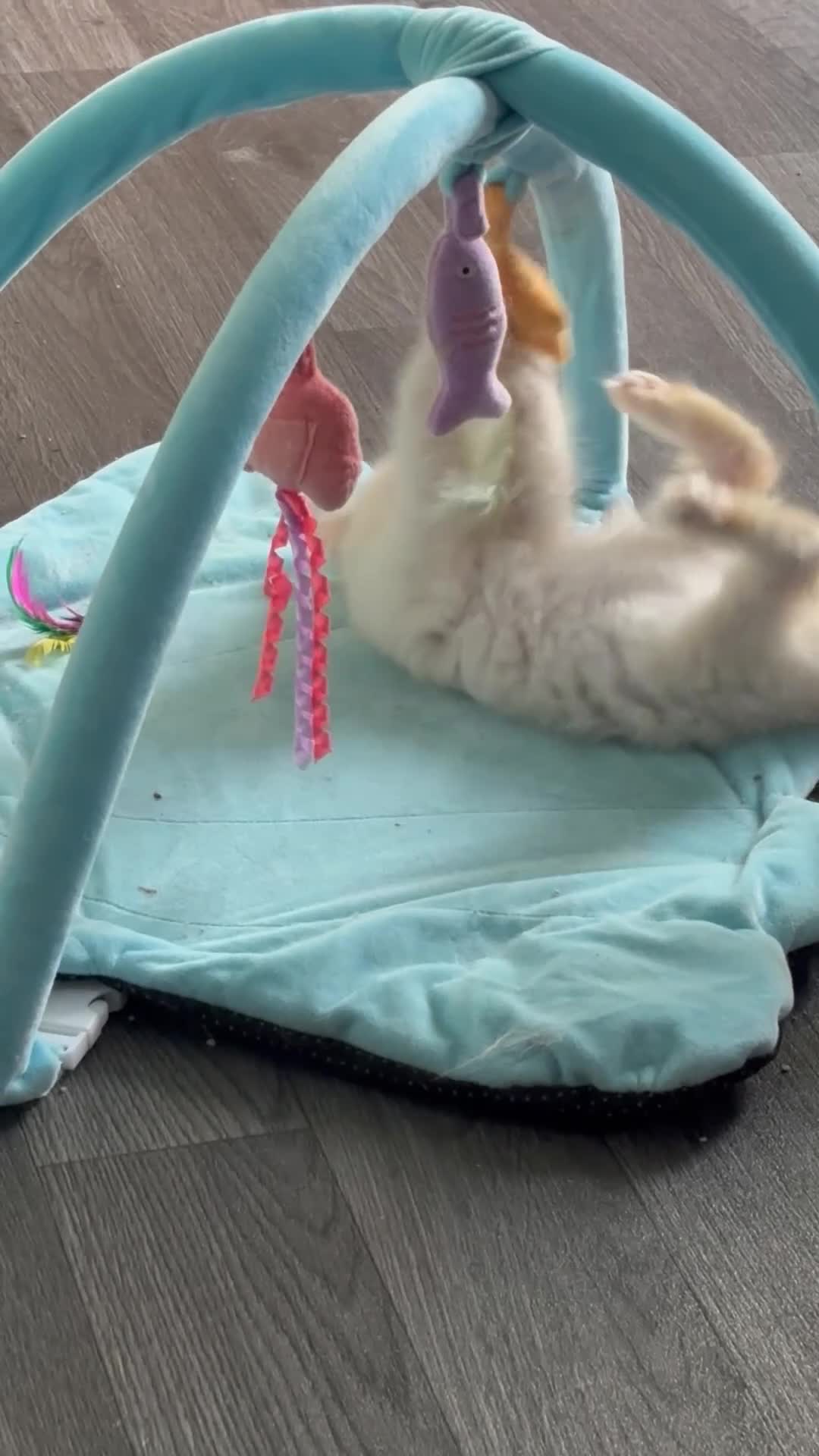 Ragdoll cats for sale: TICA red tabby point mink cherubim - Video 1