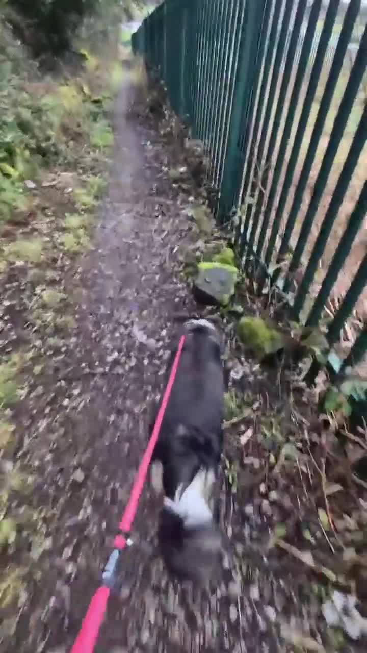 Border Collie dogs for sale: Border collie female (please read) - Video 1