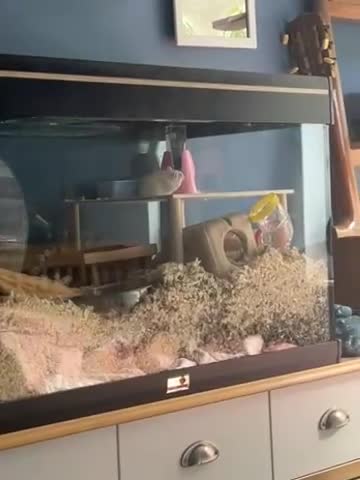 Hamster rodents for sale: Mochi  in Worthing - Video 2