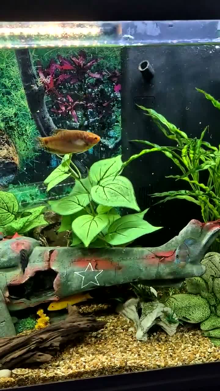 Other/Mixed Breed fish for sale: Tony  in Saint Helens - Video 2