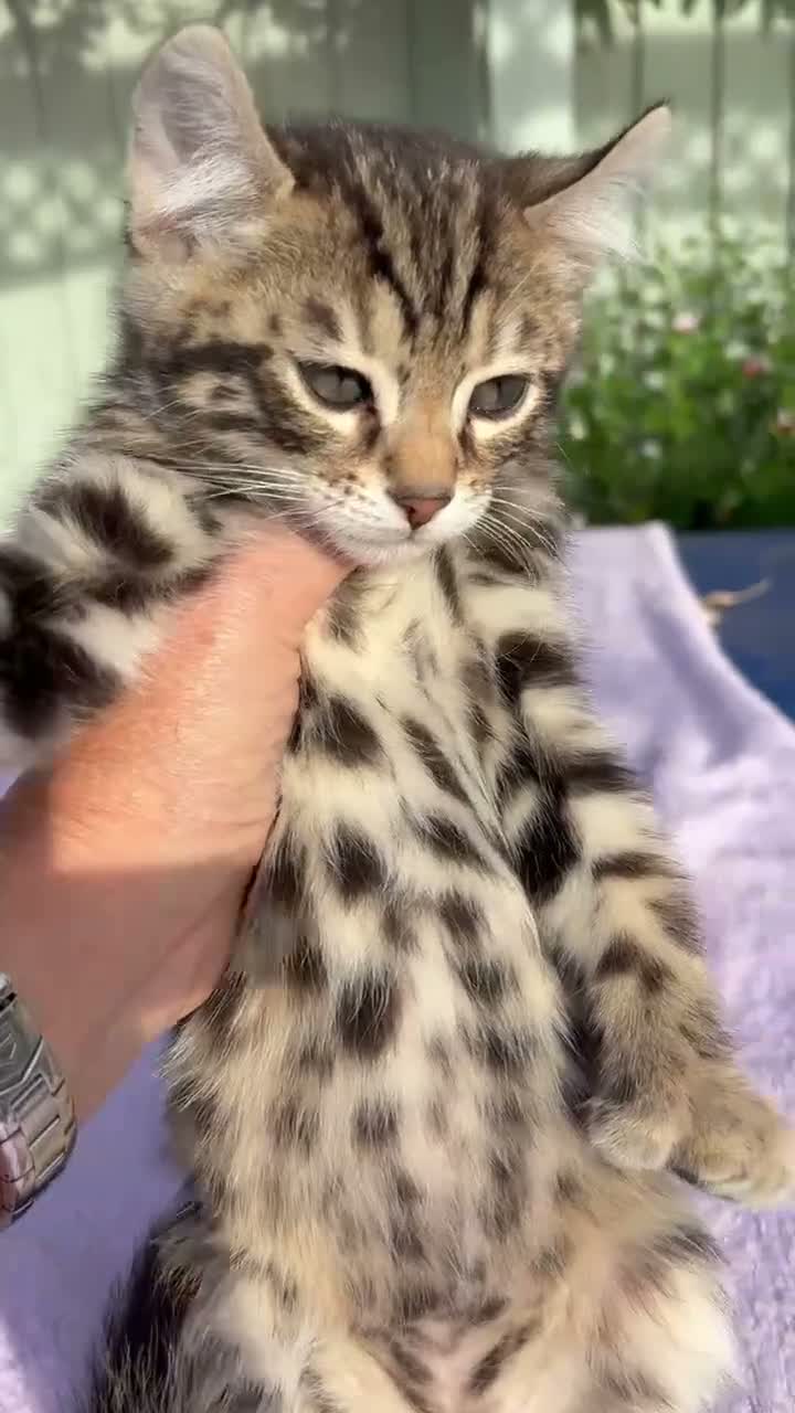 Keetso cats for sale: Superb polydactyl curled eared Keetso kittens.  - Video 4