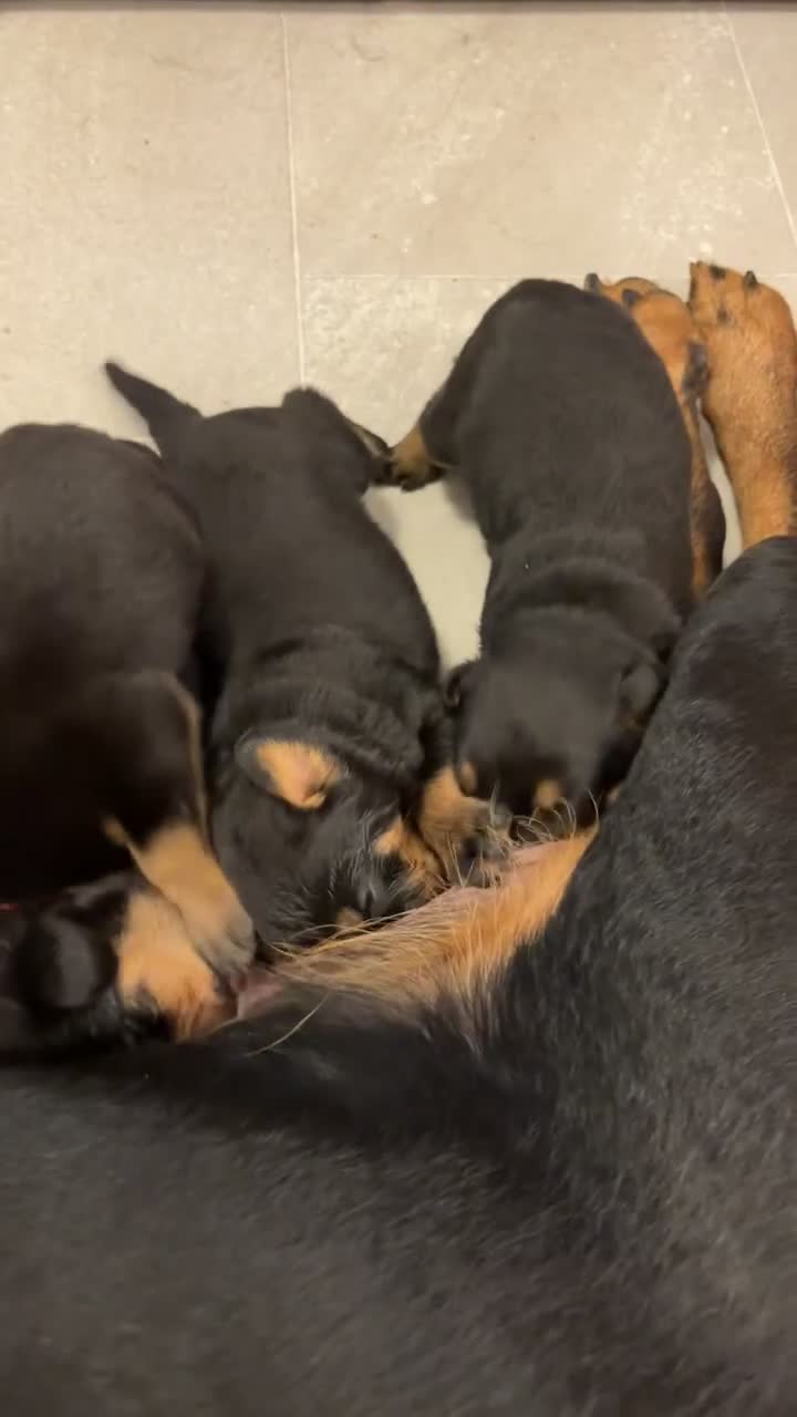 Rottweiler dogs for sale: Gorgeous girl Rottie pups - Video 1