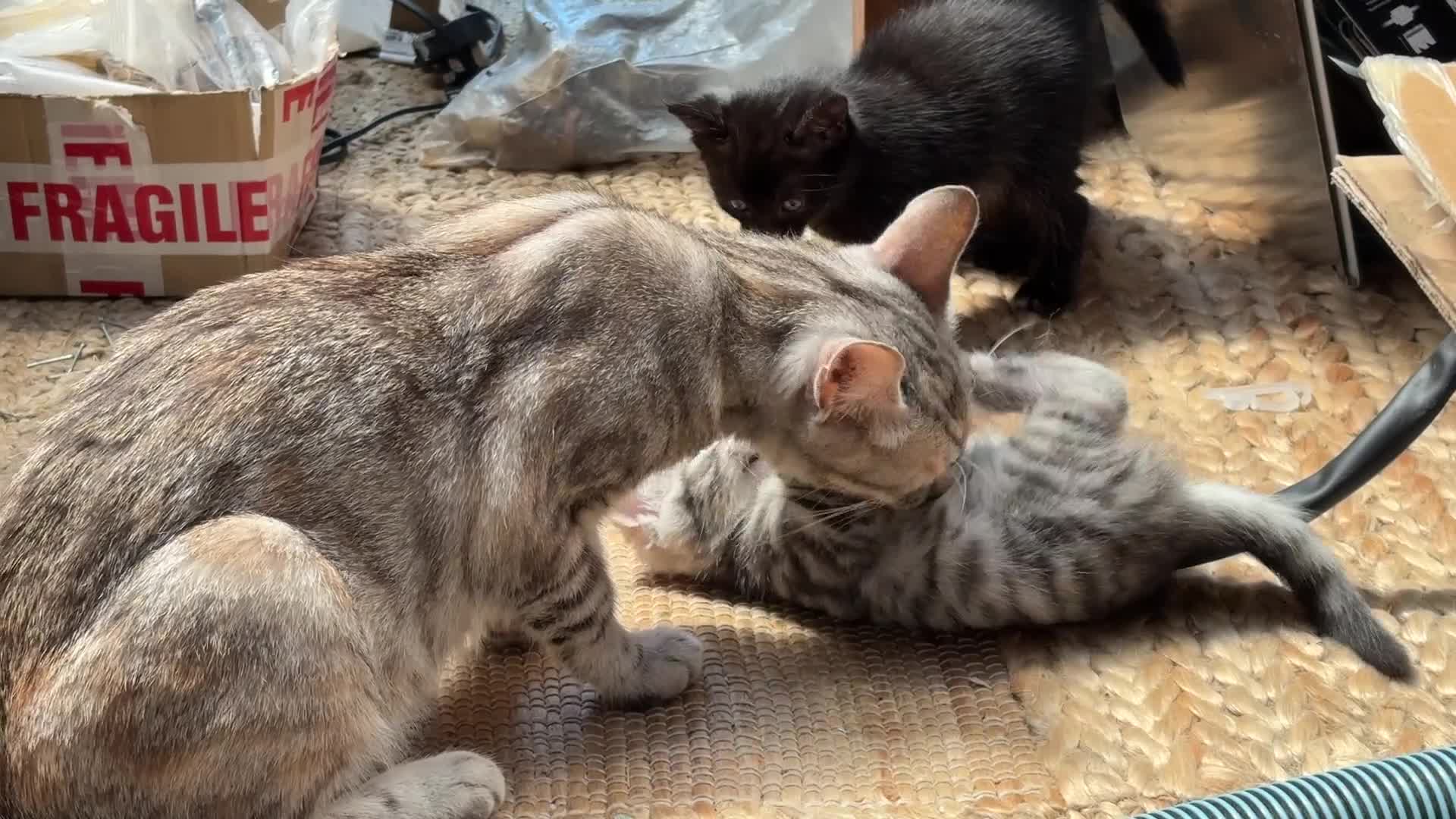 Mixed Breed cats for sale: Available Now - 2 Ginger & 1 Black Kitten - Video 3