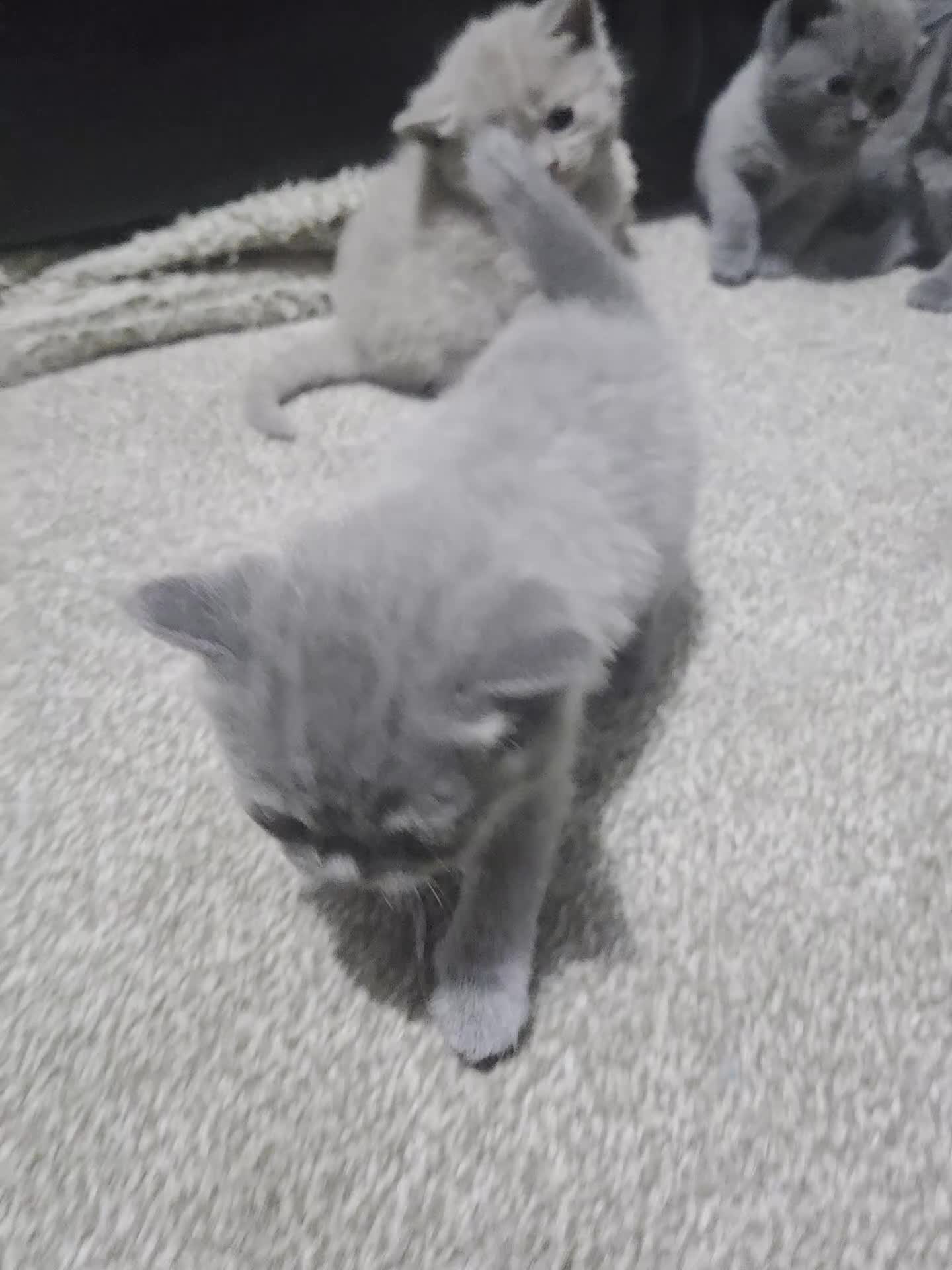 British Shorthair cats for sale: British short hair kittens - Video 1
