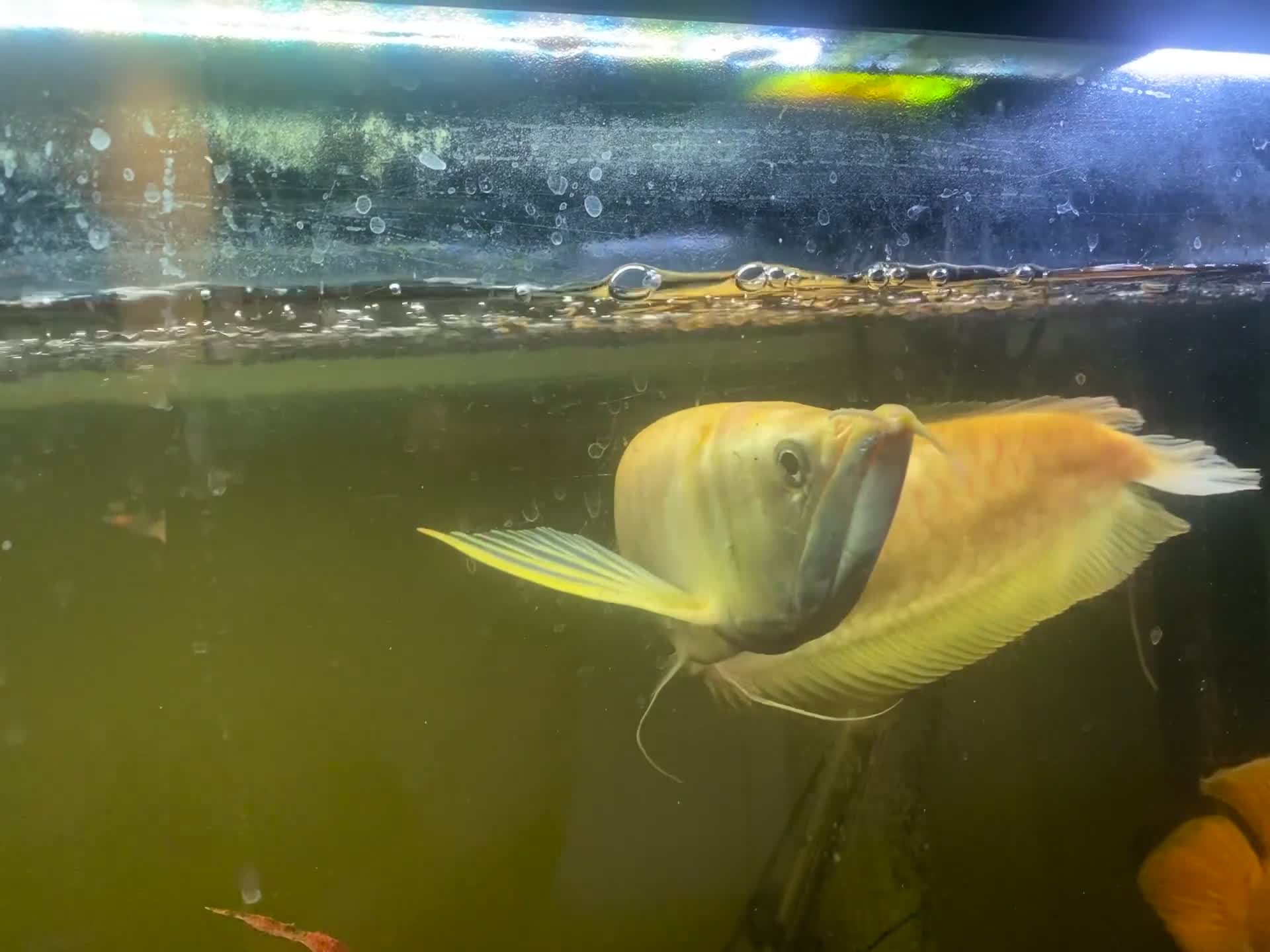 Other/Mixed Breed fish for sale: Albino Arowana - Video 1