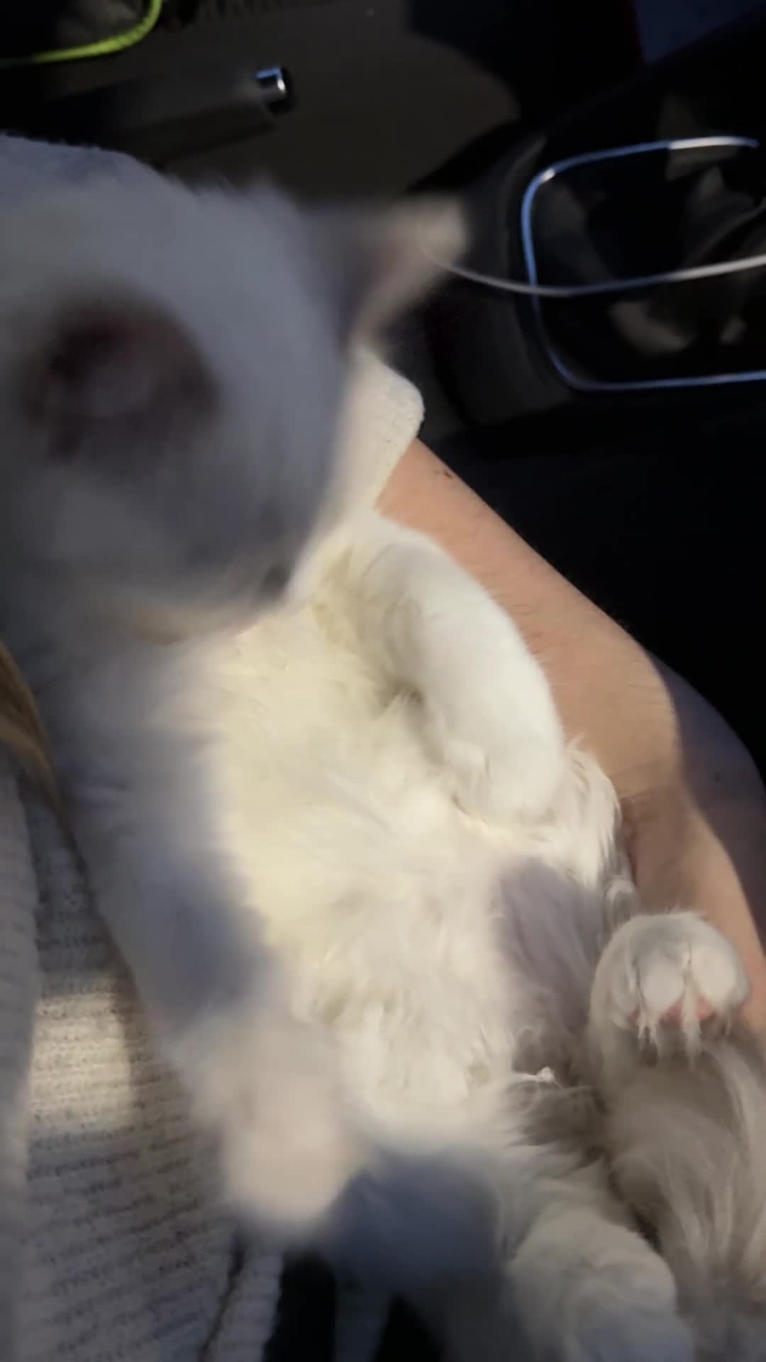 Ragdoll cats for sale: Most Affectionate, Gentle, Rare Colour Ragdoll - Video 1