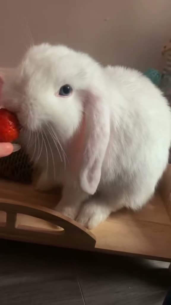 Mini Lop rabbits for sale: Minilop bunny Willow  in Manchester - Video 2