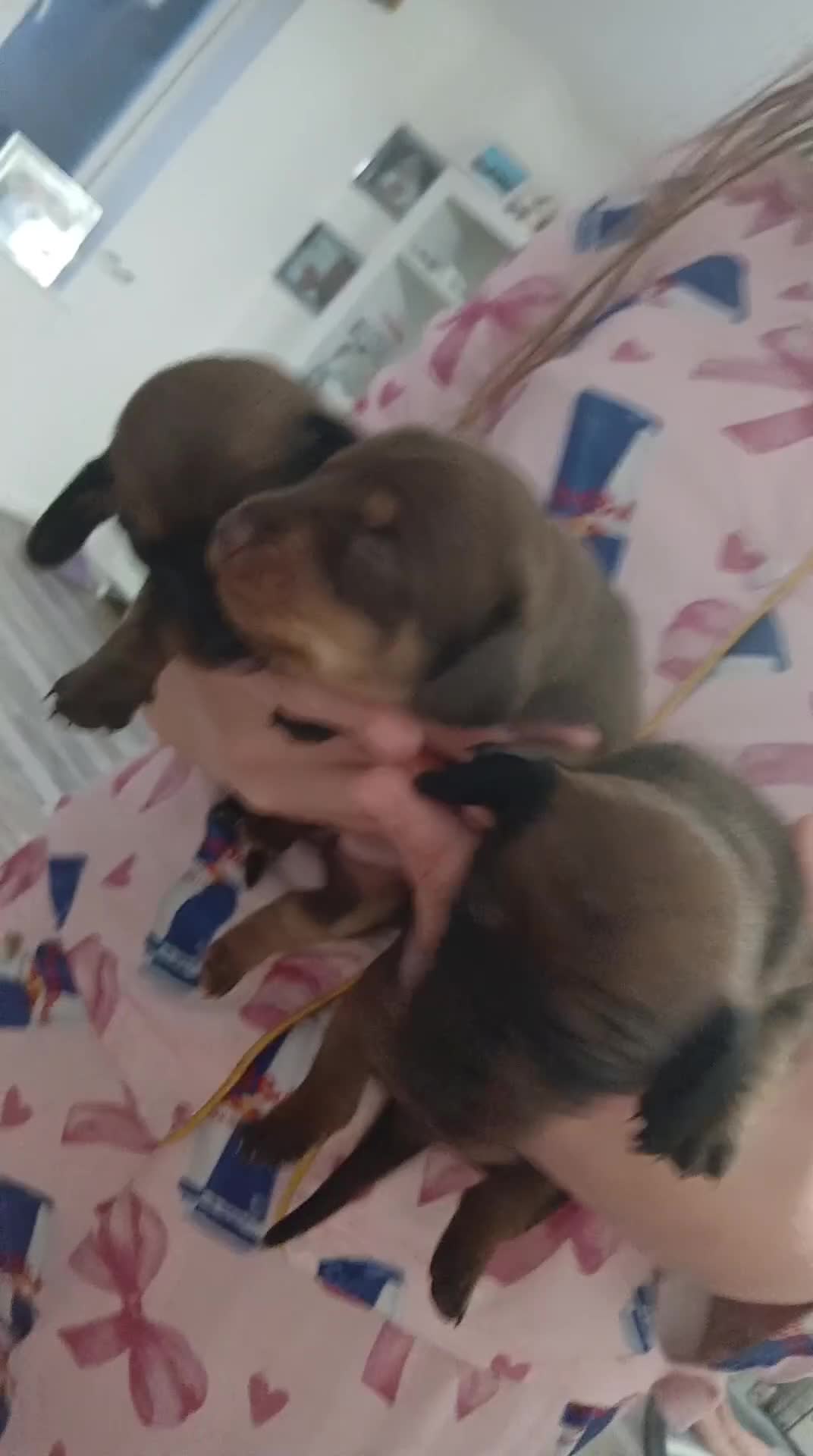 Miniature Dachshund dogs for sale: 3 stunning mìniture dachshunds - Video 1
