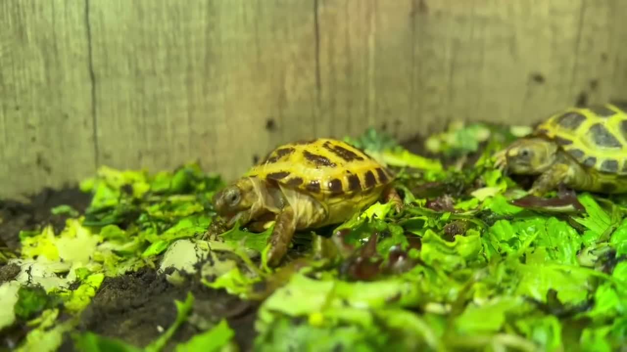 Tortoise reptiles for sale: BABY HORSFIELDS & SET UPS - Video 1