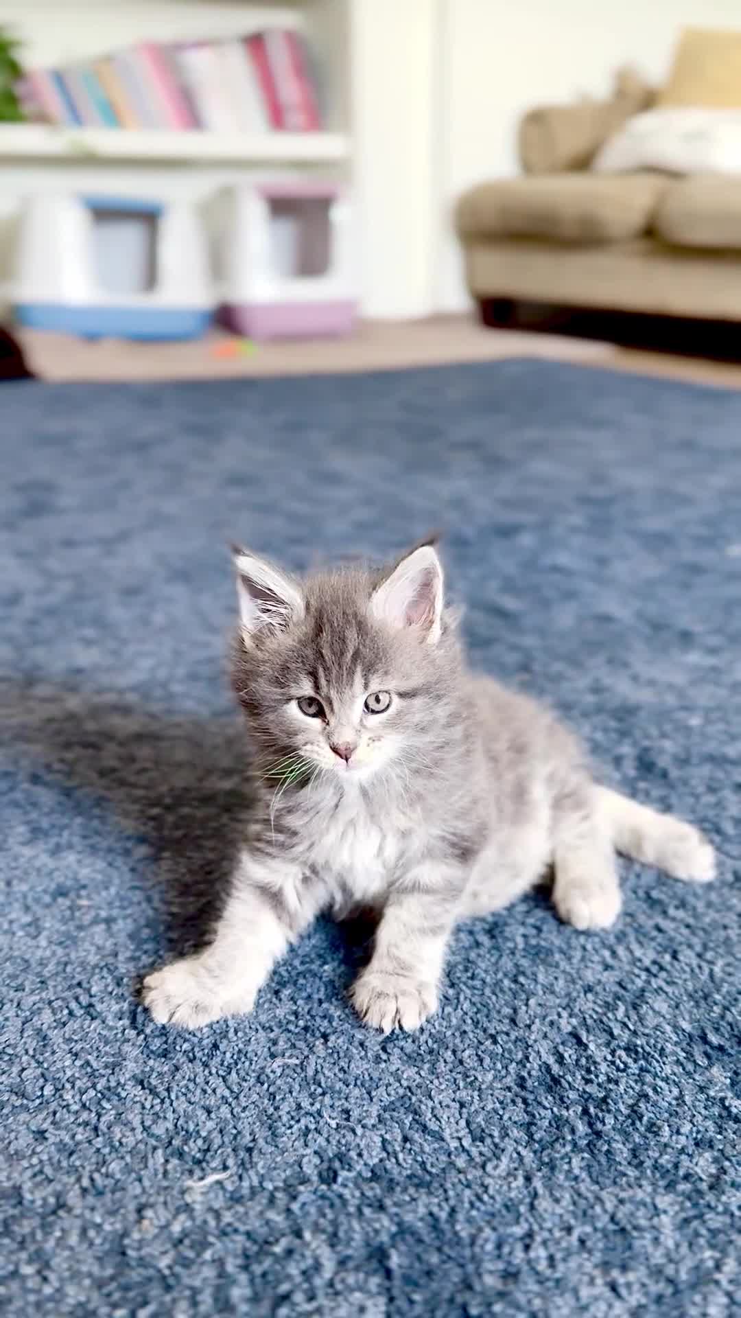 Maine Coon cats for sale: ✨BLUE FEMALE KING-SIZE MAINE COON CUB✨ - Video 1