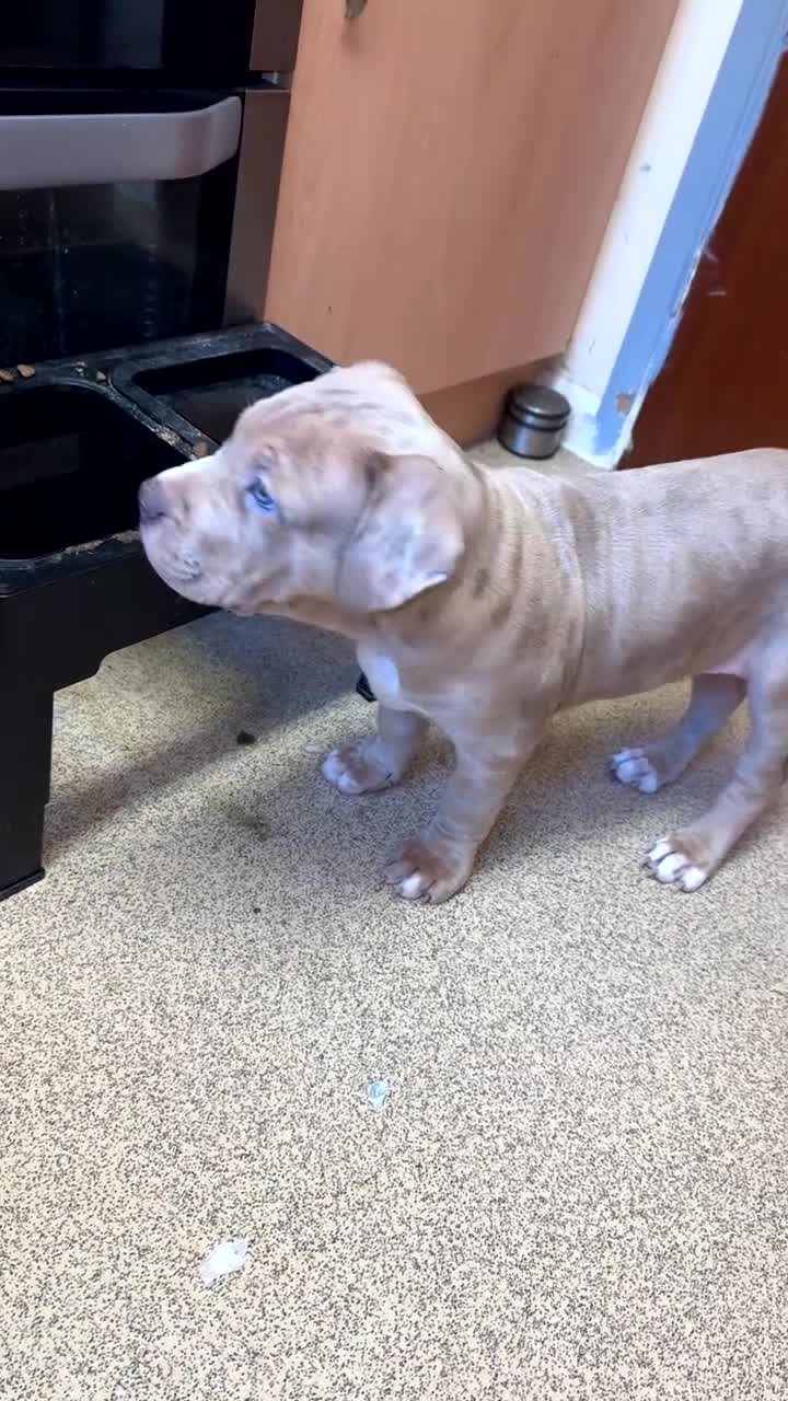 Mixed Breed dogs for sale: Fully Vaccinated Large Bully-Type Male – 11 Weeks - Video 3