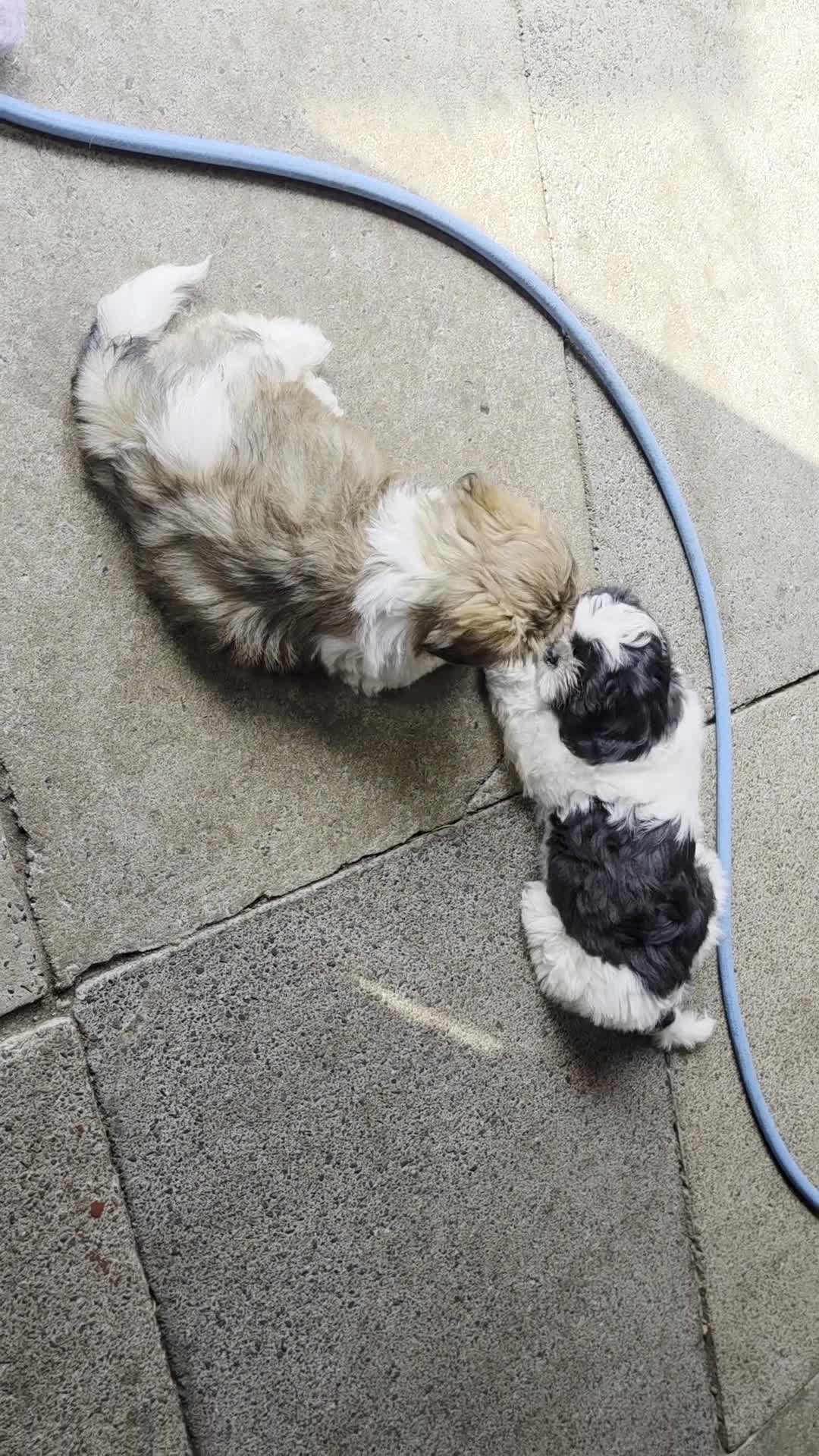 Shih Tzu dogs for sale: LOVELY GIRLS CUTE SHIH TZU PUPPIES READY NOW - Video 1