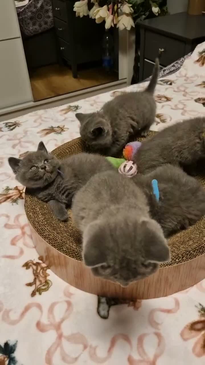 British Shorthair cats for sale: 5 gorgeous British shorthair kittens  - Video 2