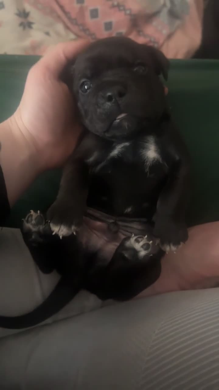 Mixed Breed dogs for sale: 4 pups for sale  in Huddersfield - Video 1