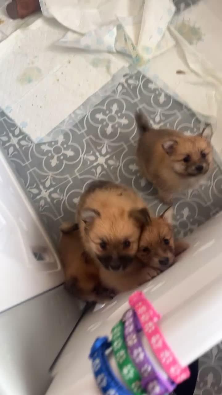 Pomeranian dogs for sale: POMERANIANS - Video 3