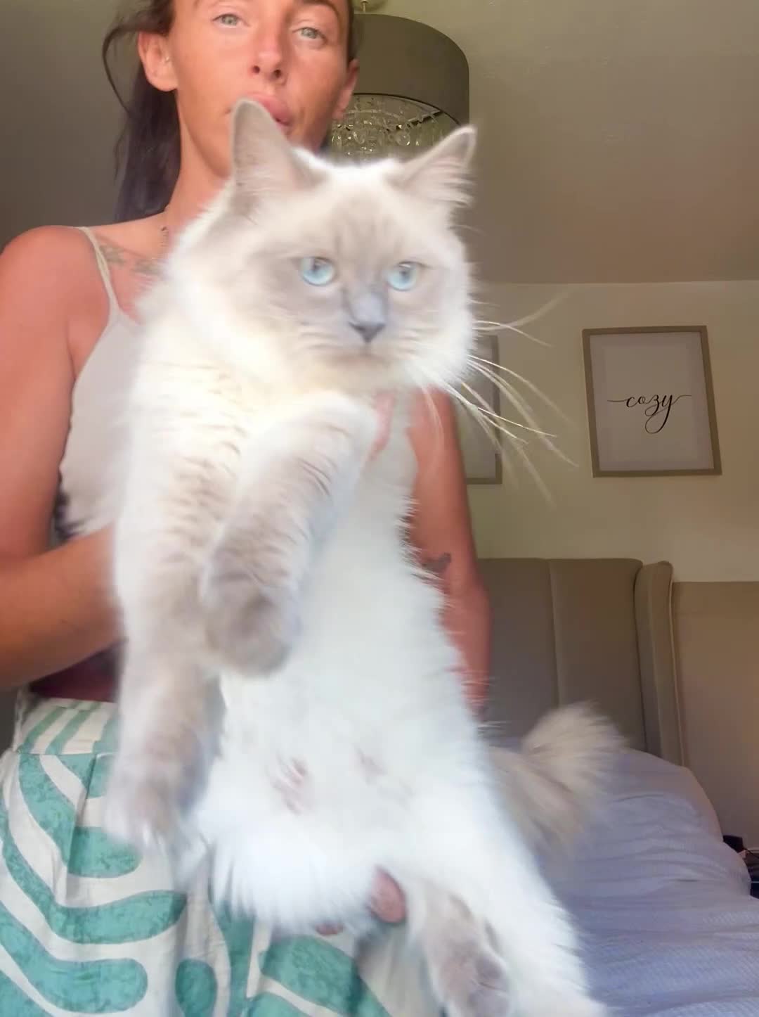 Ragdoll cats for sale: Little boy ragdoll kitten  in Heywood - Video 1