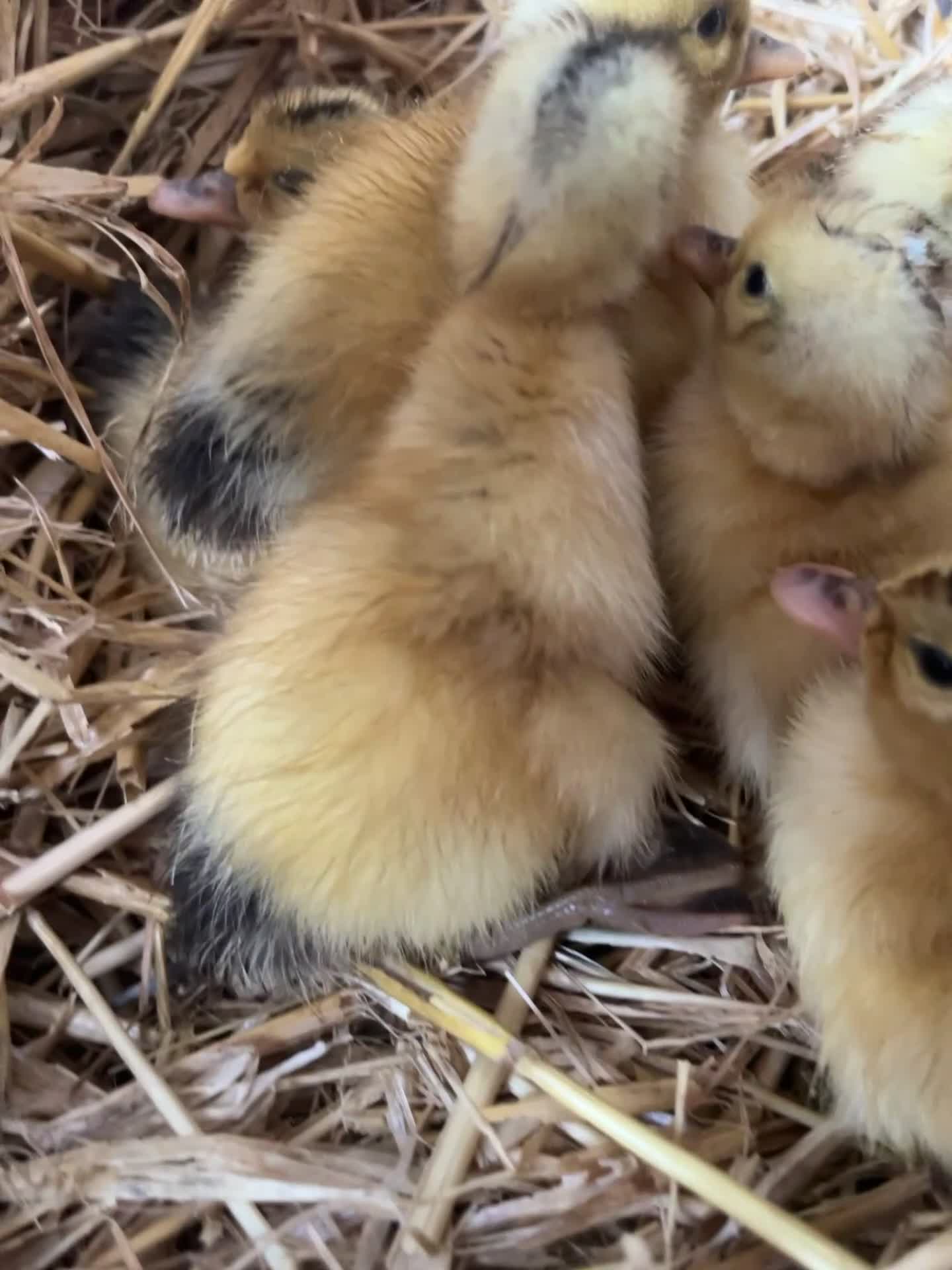 Ducks poultry for sale: Indian Runner Ducklings  - Video 2