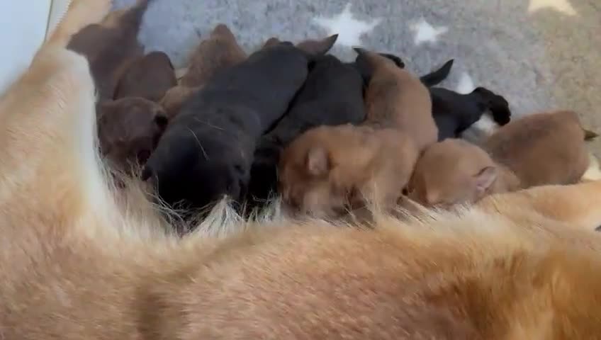 German Shepherd dogs for sale: Stunning German Shepherd X Puppies  - Video 3