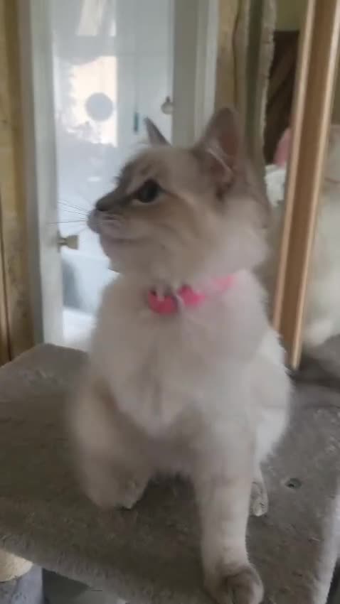 Ragdoll cats for sale: Beautiful blue lynx Ragdoll - Video 1