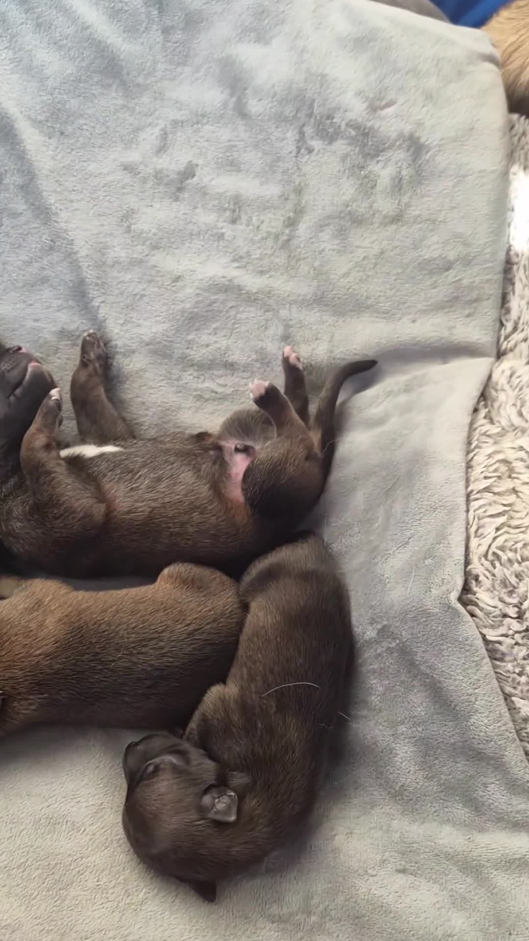 Belgian Shepherd Dog dogs for sale: Beautiful Belgian Malinois  in Sunderland - Video 2